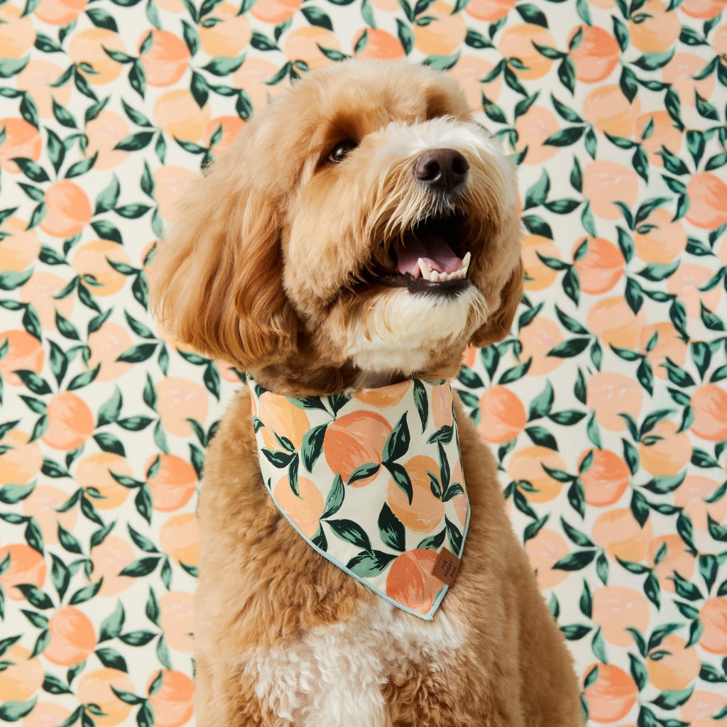 Peaches and Cream Dog Bandana