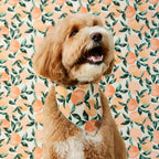 Peaches and Cream Dog Bandana